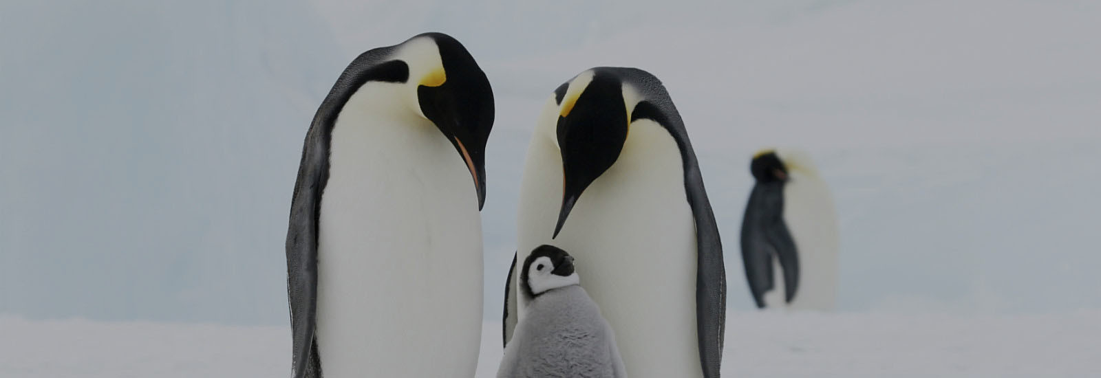 In search of the Emperor Penguin